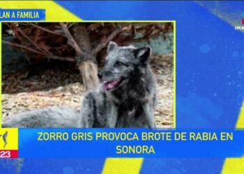 Zorro gris provoca brote de rabia en Sonora | De Pisa y Corre