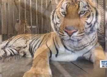 Encuentran a tigre de bengala siendo transportado en tráiler