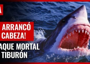 Tiburón blanco arranca la cabeza a hombre que buceaba en bahía de Tobari, Sonora
