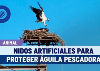 Nidos artificiales para proteger al águila pescadora, iniciativa de CFE en la Costa de Hermosillo