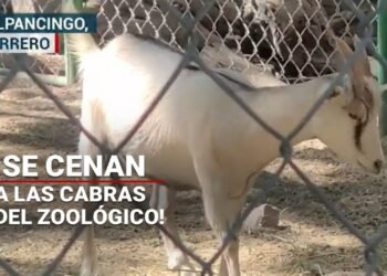 Trabajadores del Zoológico de Chilpancingo se CENAN las CABRAS  ¡Sólo en México!