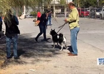 Por la salud de las mascotas y de sus dueños