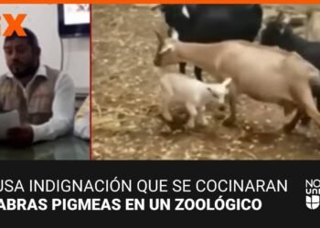 🔴 En vivo ViX: Noticias Univision 24/7 Nocturna, 1 de febrero del 2023