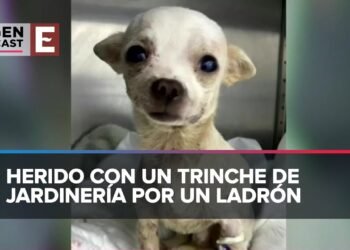 Pinky, el perrito valiente que casi muere por defender su hogar