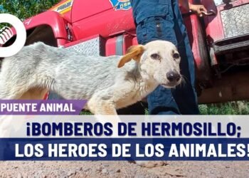 Bomberos de Hermosillo rescatan perros, gatos y otros animales en situaciones de peligro