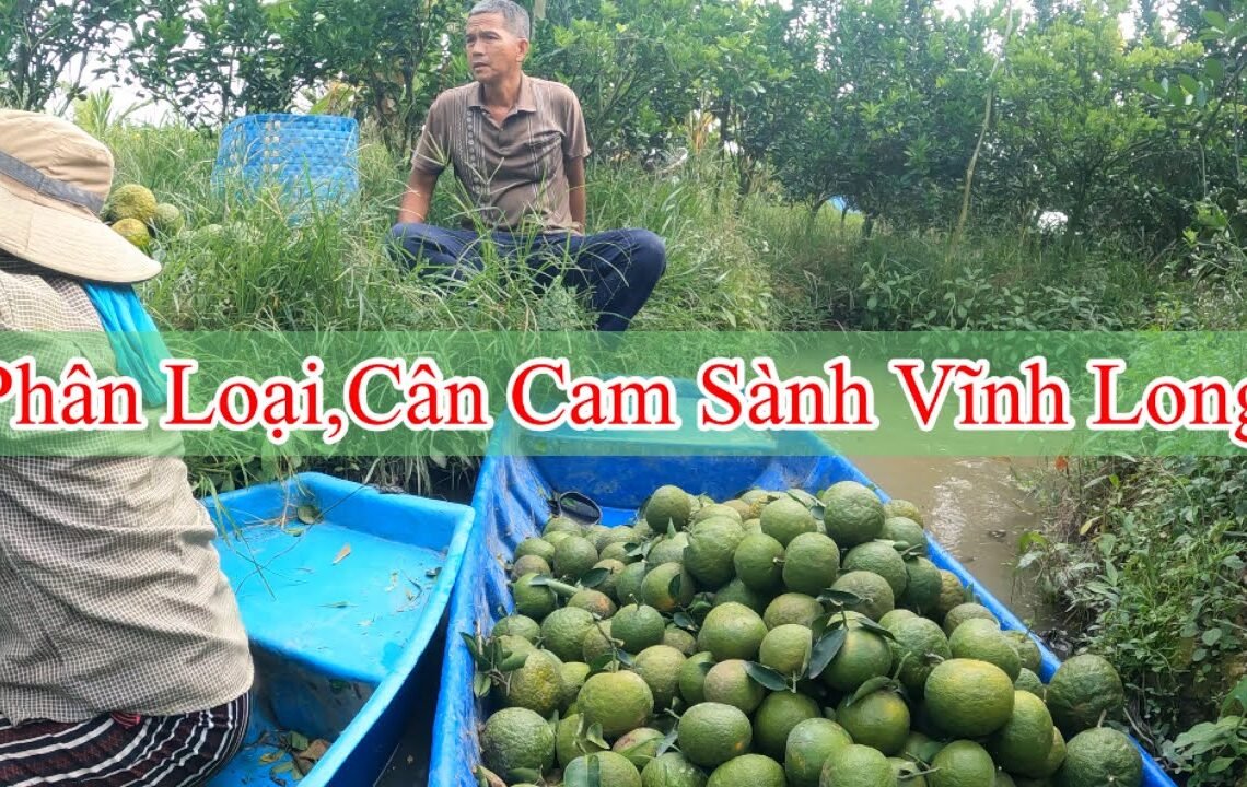 Cùng Mẹ Phân Loại , Rồi Cân Cam Sành Chuẩn Bị Đi Giao Cho Khách /Cam Sành Vĩnh Long
