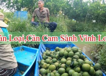 Cùng Mẹ Phân Loại , Rồi Cân Cam Sành Chuẩn Bị Đi Giao Cho Khách /Cam Sành Vĩnh Long