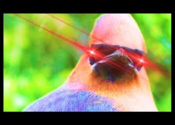 Hablemos de Aves 91 Chinitocalipsis 2 esta vez es personal!!!