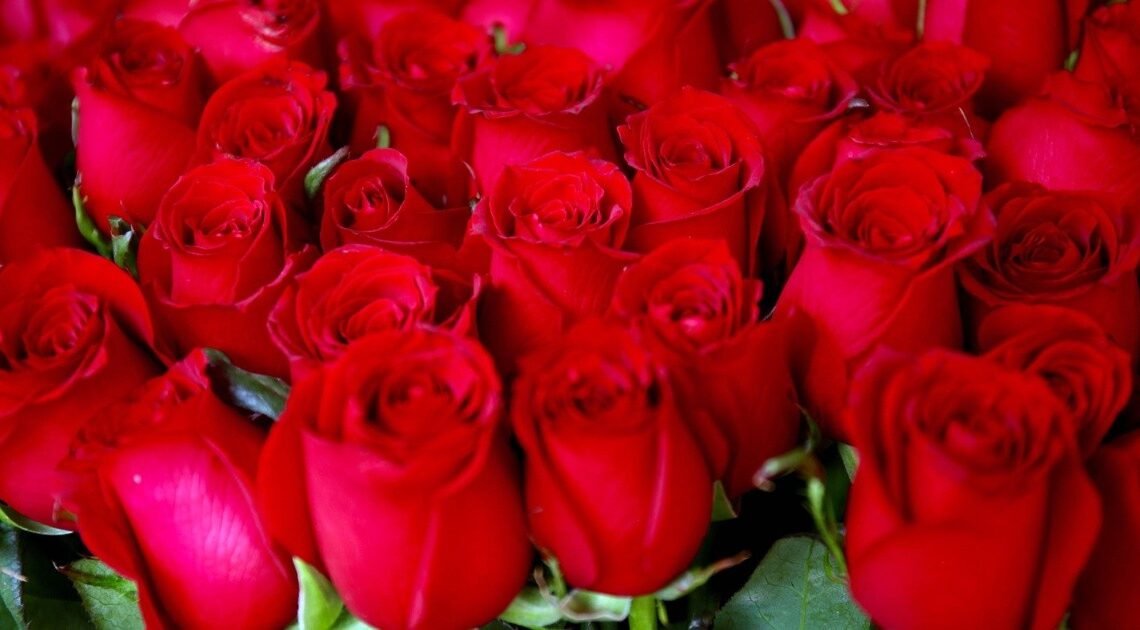 Día de San Valentín en Hermosillo: ¡Sorprenderán cupidos hasta con mil rosas rojas!