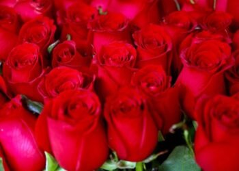 Día de San Valentín en Hermosillo: ¡Sorprenderán cupidos hasta con mil rosas rojas!