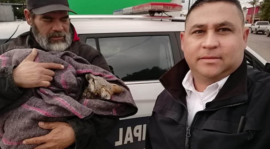 Auxilian a ejemplar de zorro rojo en una colonia de Hermosillo