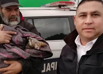 Auxilian a ejemplar de zorro rojo en una colonia de Hermosillo