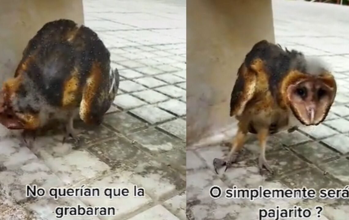 Se viraliza en Tik Tok ‘bruja captada en Colombia’