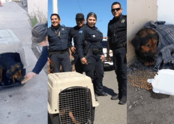 “Cinco”, perro rescatado del vertedor de la presa, es adoptado por policías