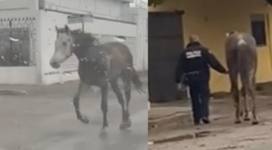 Policía “detiene” a caballo bajo la lluvia en Hermosillo; corría por las calles