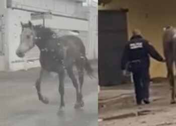 Policía “detiene” a caballo bajo la lluvia en Hermosillo; corría por las calles