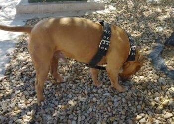 Autoridades atienden caso de pitbull de la colonia Altaria Residencial