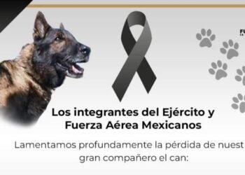‘Cumpliste con tu misión’; muere Proteo, perro rescatista mexicano