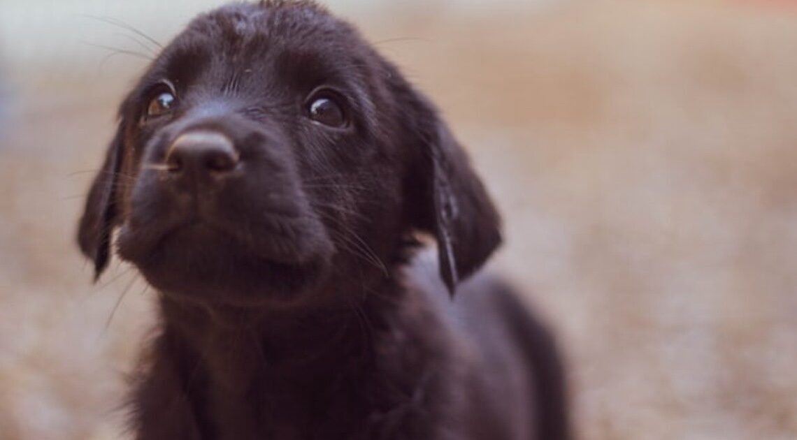Refugio “Dejando huellas en tu corazón” realizará un bazar para recaudar fondos y seguir ayudando a perritos Refugio “Dejando huellas en tu corazón” realizará un bazar para recaudar fondos y seguir ayudando a perritos