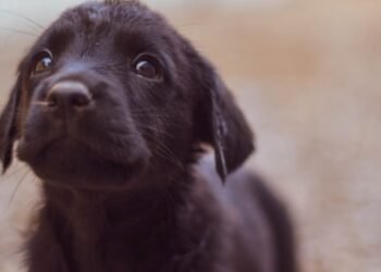 Refugio “Dejando huellas en tu corazón” realizará un bazar para recaudar fondos y seguir ayudando a perritos