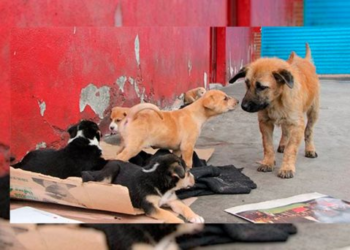 Deambulan por Hermosillo 300 mil perros y gatos