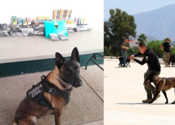 Perro policía asiste al Diplomado Táctico K9