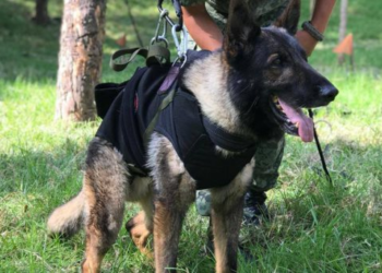 Sedena aclara los motivos de la muerte de Proteo, perro rescatista