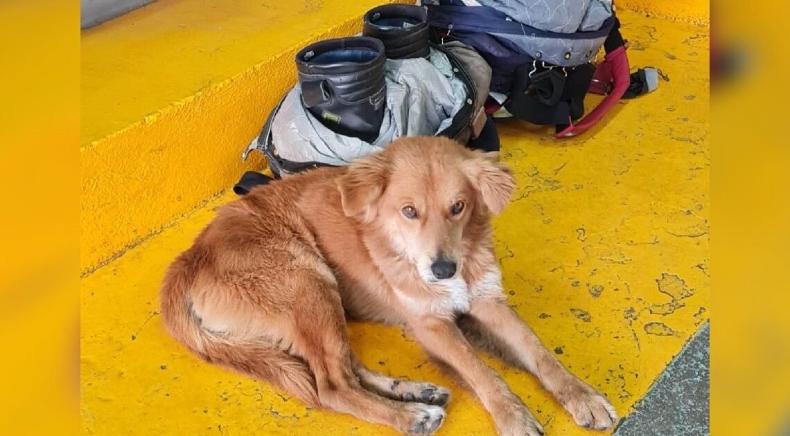 Buscan dar en adopción a perrito que fue rescatado del vertedero de la presa por Bomberos de Hermosillo Buscan dar en adopción a perrito que fue rescatado del vertedero de la presa por Bomberos de Hermosillo