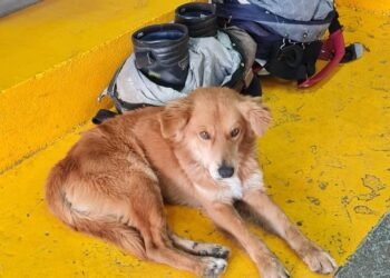 Buscan dar en adopción a perrito que fue rescatado del vertedero de la presa por Bomberos de Hermosillo