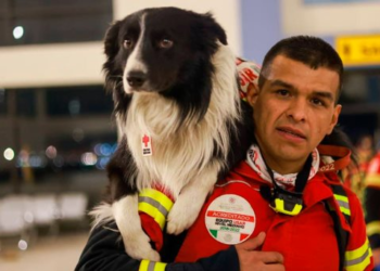 Los perritos rescatistas en Turquía