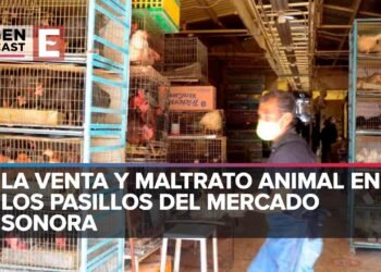 Sonora el mercado negro de los animales en CDMX; 66 años de abuso y maltrato