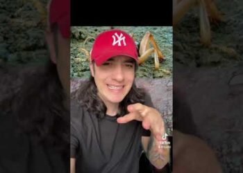 Mi experienxia con el famoso Mata Venados o Stenopelmatus o cara de Niño