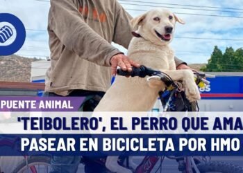 'Teibolero', un perro que pasea en bicicleta por calles de Hermosillo.