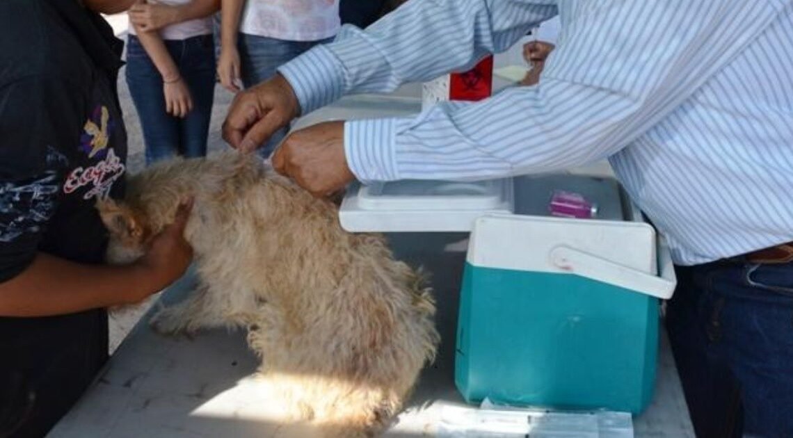 Hermosillo: Invitan a jornada de salud animal en colonia Café Combate Hermosillo: Invitan a jornada de salud animal en colonia Café Combate