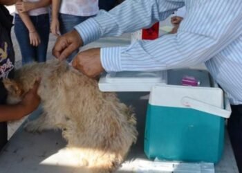 Hermosillo: Invitan a jornada de salud animal en colonia Café Combate