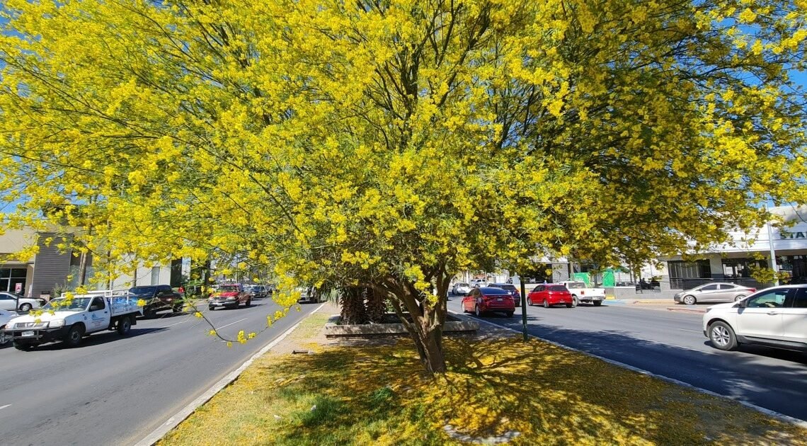 Vivero Municipal de Hermosillo regalará 500 árboles de palo verde