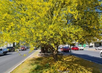 Vivero Municipal de Hermosillo regalará 500 árboles de palo verde
