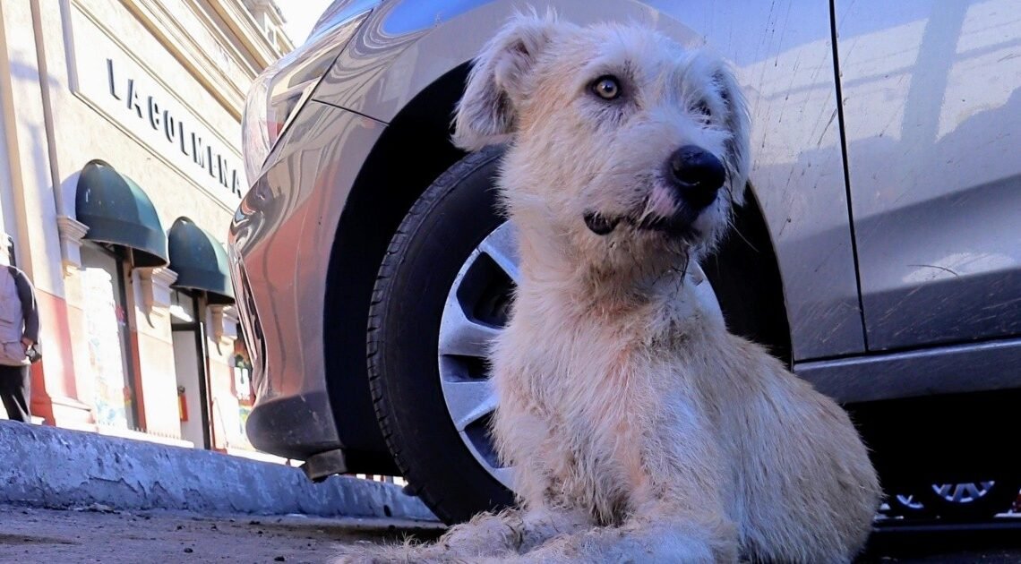¿Puedo ir a la cárcel por atropellar a un perro o gato?