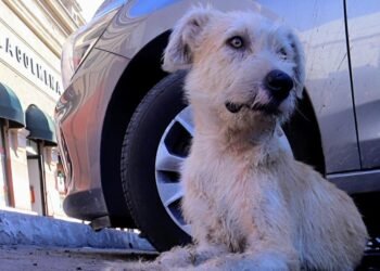 ¿Puedo ir a la cárcel por atropellar a un perro o gato?
