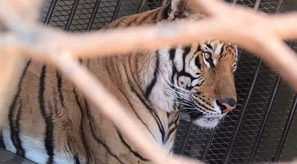 Espera la FGR que la FGJE turne el robo del tigre de bengala en Hermosillo para iniciar investigación