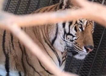 Espera la FGR que la FGJE turne el robo del tigre de bengala en Hermosillo para iniciar investigación