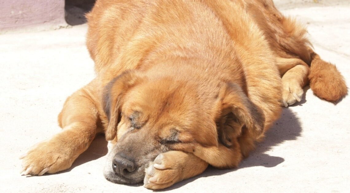 Hermosillo: Unepa atiende al mes más de 60 denuncias por maltrato animal