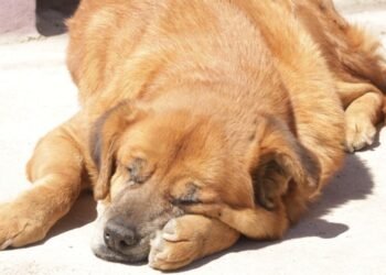 Hermosillo: Unepa atiende al mes más de 60 denuncias por maltrato animal