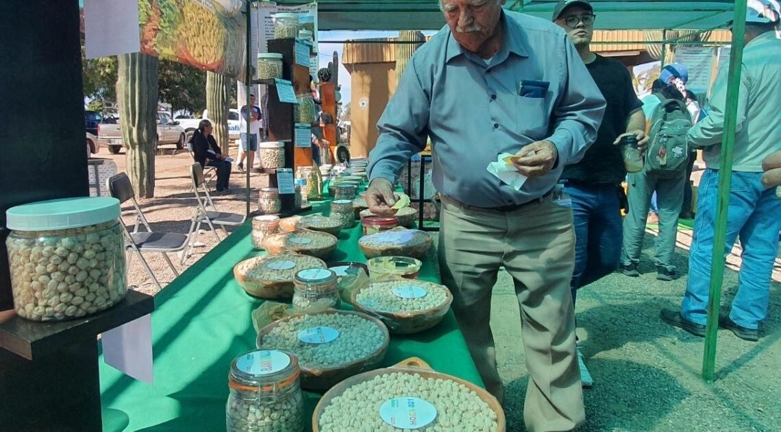 Liberan nuevas variedades de trigo para Sonora