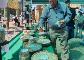 Liberan nuevas variedades de trigo para Sonora