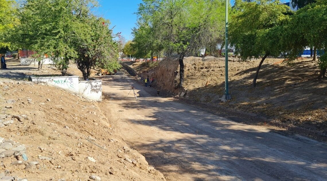 Hermosillo: Ambientalistas proponen trasplantar sólo quince de los 32 árboles que hay en las obras del paso desnivel