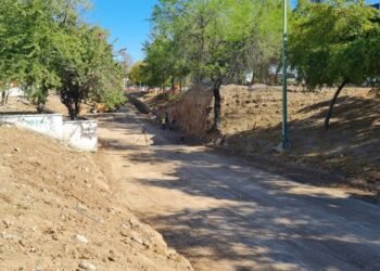 Hermosillo: Ambientalistas proponen trasplantar sólo quince de los 32 árboles que hay en las obras del paso desnivel