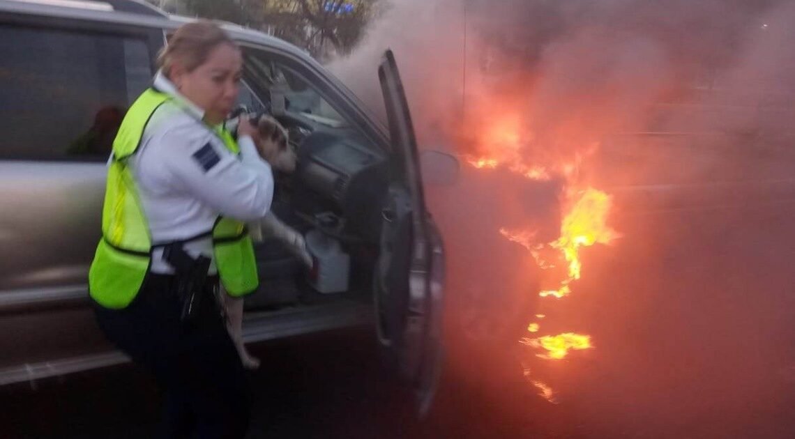 Rescata Tránsito a canino en incendio