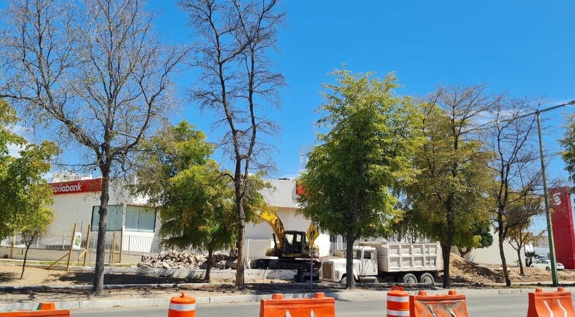 El trasplante de árboles en el paso a desnivel del bulevar Luis Encinas debe ser la última opción: Caminantes del Desierto