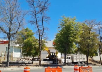 El trasplante de árboles en el paso a desnivel del bulevar Luis Encinas debe ser la última opción: Caminantes del Desierto
